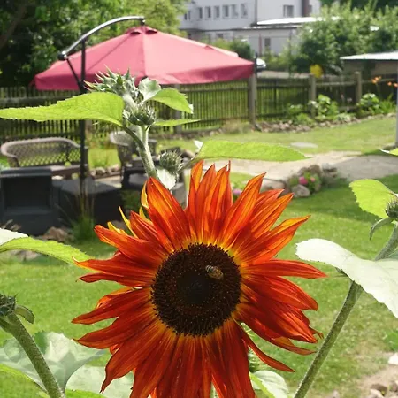 Seasunflowers Orowo Vintage - Secret Garden Near Sopot *