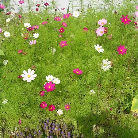 Seasunflowers Orowo Vintage - Secret Garden Near Sopot * Maly Kack